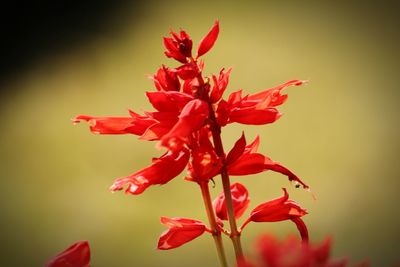 Close-up of red flowering plant