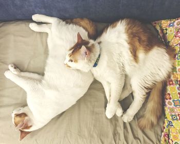 High angle view of cat sitting on carpet at home