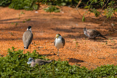 Birds perching on ground