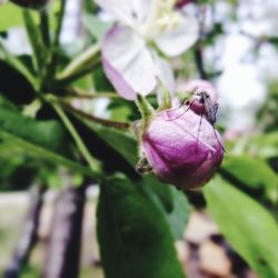 Close-up of pink flower