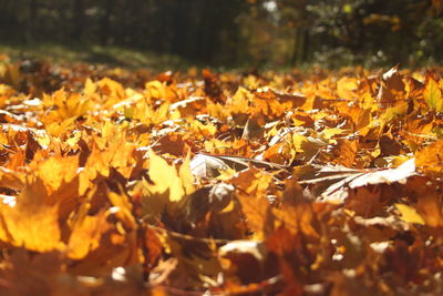 Close-up of autumnal leaves