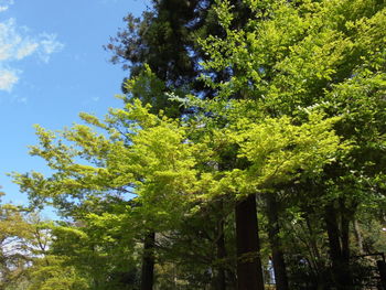 Low angle view of trees against sky