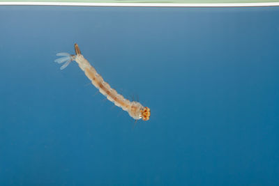 View of turtle swimming in sea