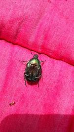 High angle view of housefly on bed