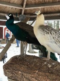 Close-up of birds perching on wood