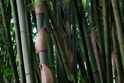 Full frame shot of bamboo trees in forest