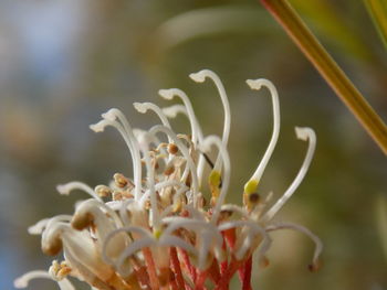 Close-up of white flowering plant