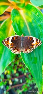 Close-up of butterfly on flower