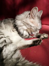 Close-up of cat sleeping