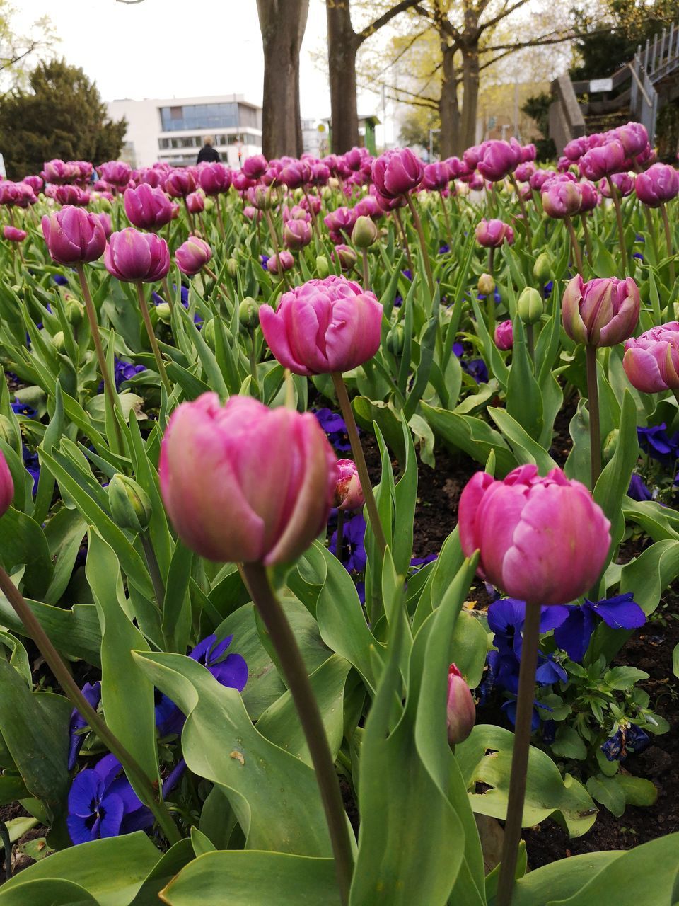 CLOSE-UP OF PINK TULIPS