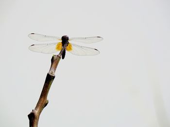 Close-up of damselfly perching on stem against clear sky