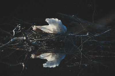 Close-up of dead bird on branch