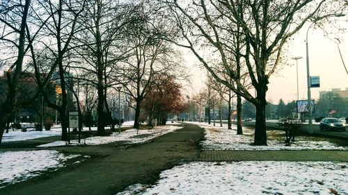 Trees in city during winter