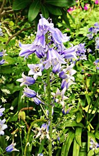 Close-up of purple flowers