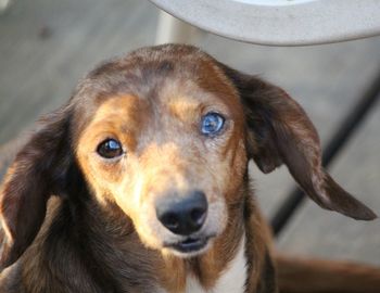 Close-up portrait of dog