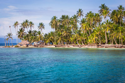 View of palm trees on beach