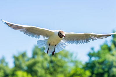Low angle view of black-headed gull flying against sky
