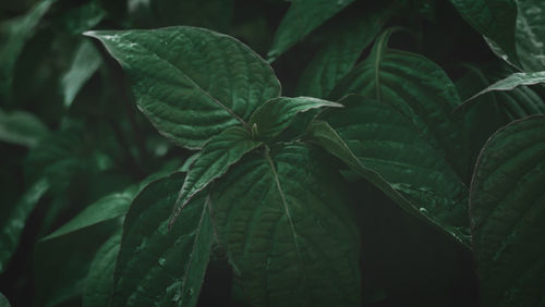 Close-up of wet leaves