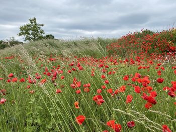 Red flowering plants on field against sky