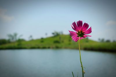 Close-up of cosmos flowers blooming by lake against sky