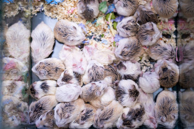 High angle view of little hamsters sleeping