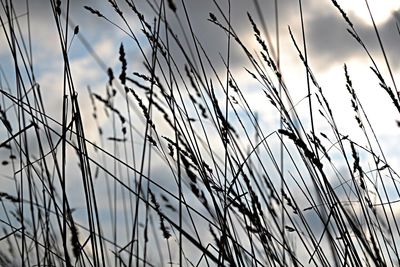Close-up of plants against sky