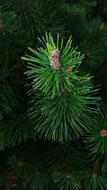 Close-up of pine tree