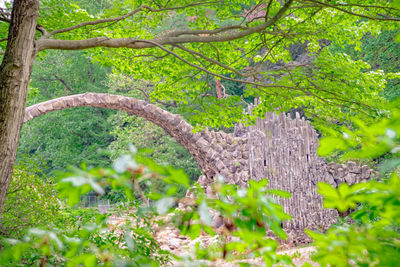 Trees growing in forest