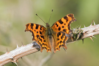 Close-up of butterfly on flower