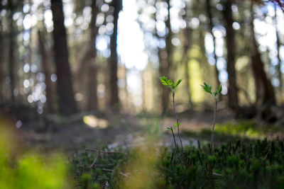 Plants growing in forest