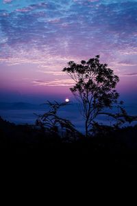 Silhouette tree against sky during sunset