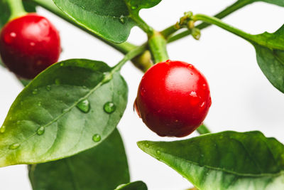 Close-up of strawberry growing on tree