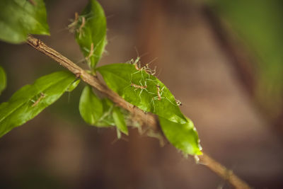 Close-up of fresh green leaves