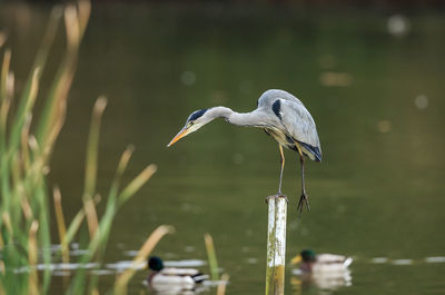 High angle view of gray heron perching on lake