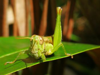 Close-up of insect on leaf