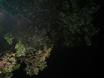 Scenic view of trees at night