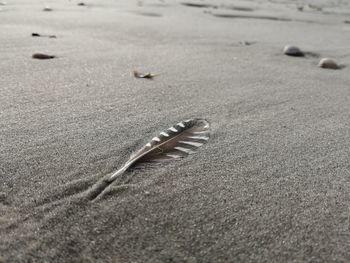 High angle view of crab on beach