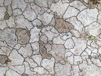 Full frame shot of dry lichen on wall