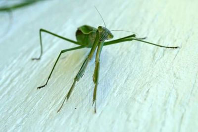 Close-up of insect