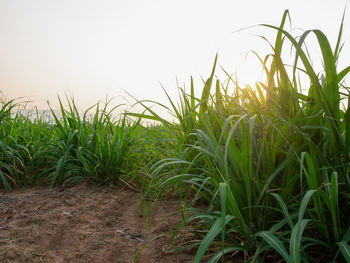 Crops growing on field against clear sky