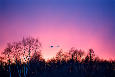 Silhouette birds flying against sky during sunset