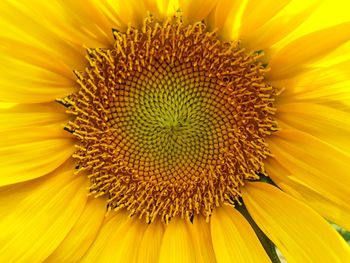 Close-up of sunflower