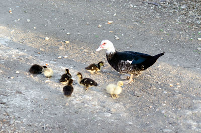 High angle view of ducks eating