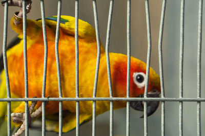 Close-up of parrot in cage