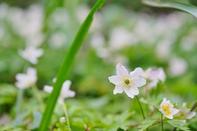 Close-up of white flower on field