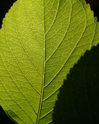 Close-up of green leaves