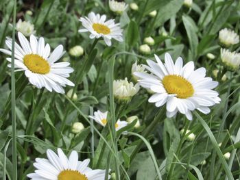 Close-up of white daisy flowers on field