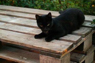 Portrait of black cat on bench