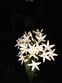 Close-up of white flowering plant against black background