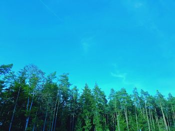 Low angle view of bamboo trees against blue sky